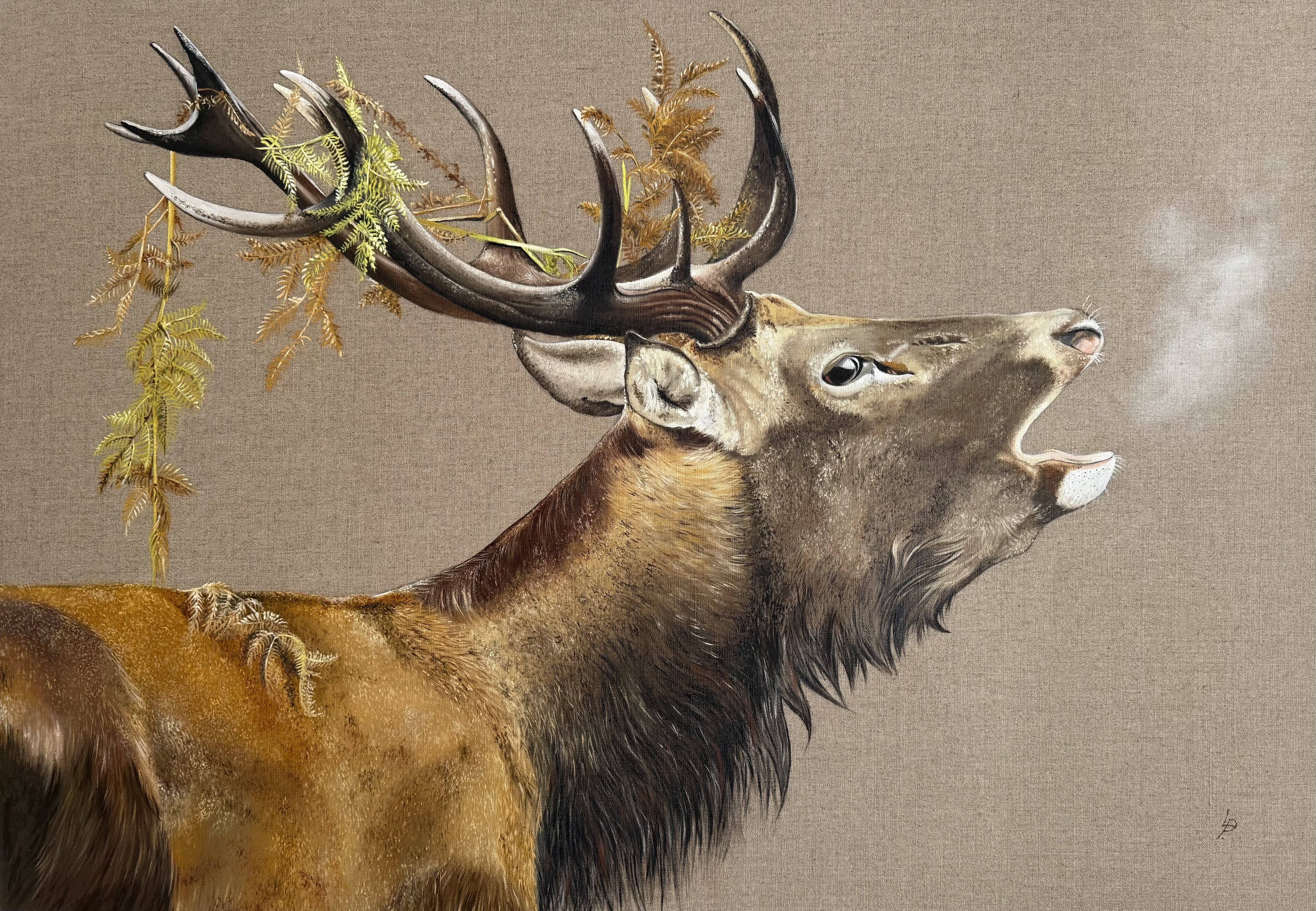 L’appel du Majestueux – Cerf